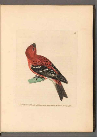 Reproducción/Reproduction 49055136921: The birds of Great Britain,. 1795-1801.. 