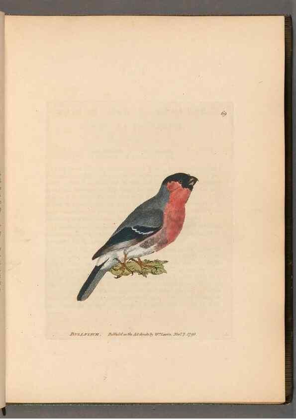 Reproducción/Reproduction 49055137241: The birds of Great Britain,. 1795-1801.. 