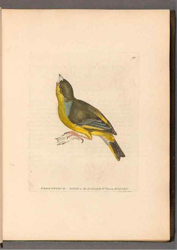Reproducción/Reproduction 49055137651: The birds of Great Britain,. 1795-1801.. 