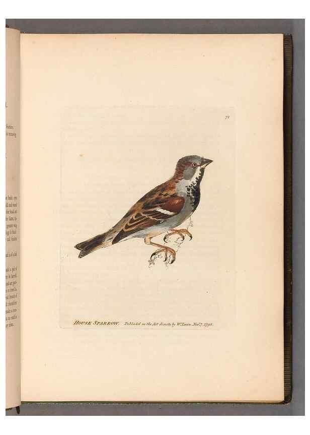 Reproducción/Reproduction 49055138011: The birds of Great Britain,. 1795-1801.. 