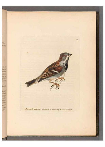 Reproducción/Reproduction 49055138011: The birds of Great Britain,. 1795-1801.. 