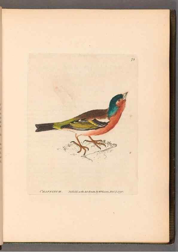 Reproducción/Reproduction 49054623928: The birds of Great Britain,. 1795-1801.. 