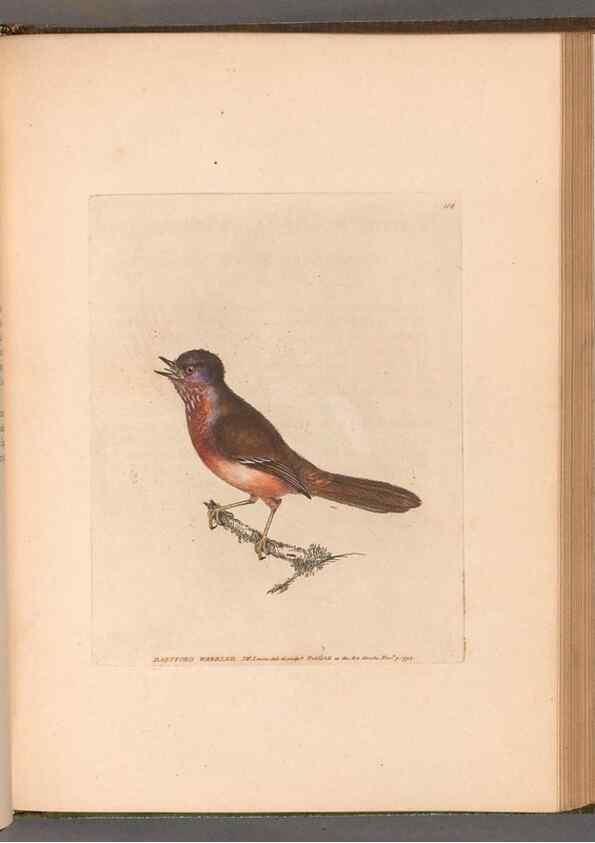 Reproducción/Reproduction 49054669573: The birds of Great Britain,. 1795-1801.. 