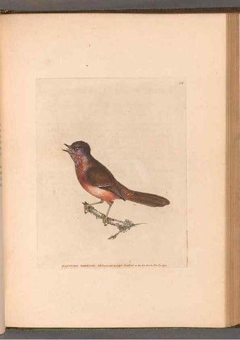 Reproducción/Reproduction 49054669573: The birds of Great Britain,. 1795-1801.. 