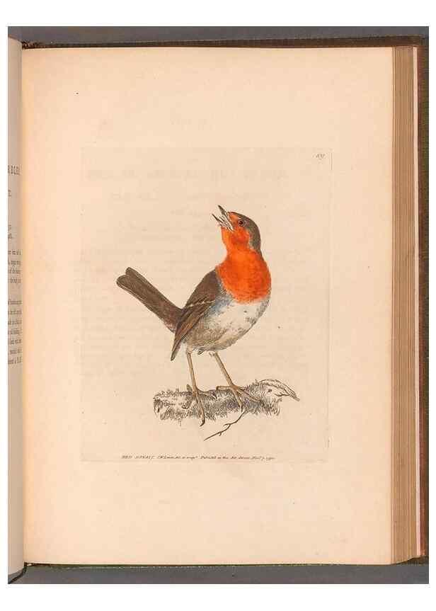 Reproducción/Reproduction 49054669883: The birds of Great Britain,. 1795-1801.. 