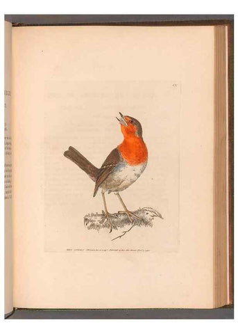 Reproducción/Reproduction 49054669883: The birds of Great Britain,. 1795-1801.. 