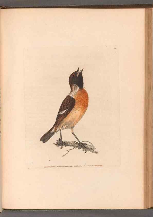Reproducción/Reproduction 49054670153: The birds of Great Britain,. 1795-1801.. 