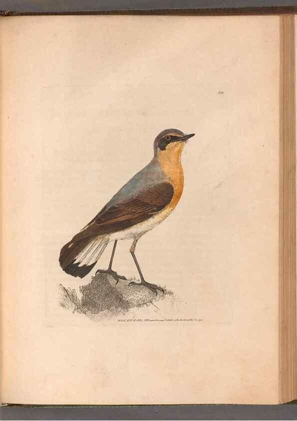 Reproducción/Reproduction 49055399812: The birds of Great Britain,. 1795-1801.. 