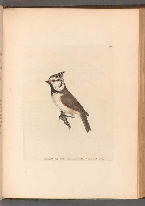 Reproducción/Reproduction 49054672498: The birds of Great Britain,. 1795-1801.. 