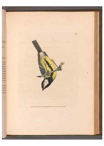 Reproducción/Reproduction 49055187661: The birds of Great Britain,. 1795-1801.. 
