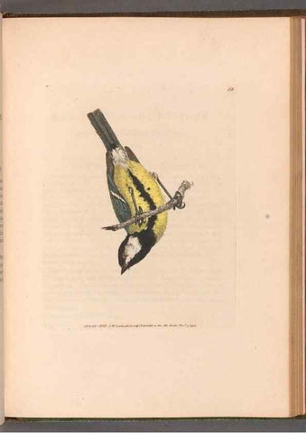 Reproducción/Reproduction 49055187661: The birds of Great Britain,. 1795-1801.. 
