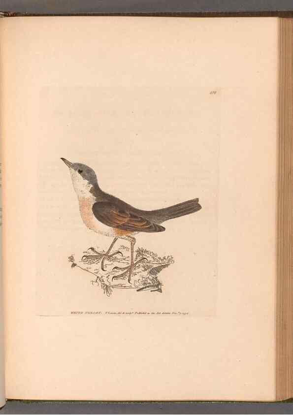 Reproducción/Reproduction 49054668663: The birds of Great Britain,. 1795-1801.. 