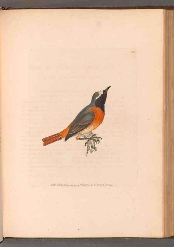 Reproducción/Reproduction 49055183181: The birds of Great Britain,. 1795-1801.. 