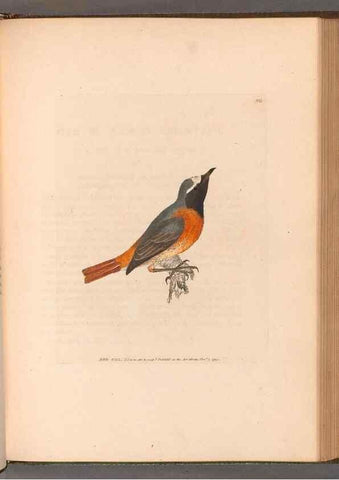 Reproducción/Reproduction 49055183181: The birds of Great Britain,. 1795-1801.. 