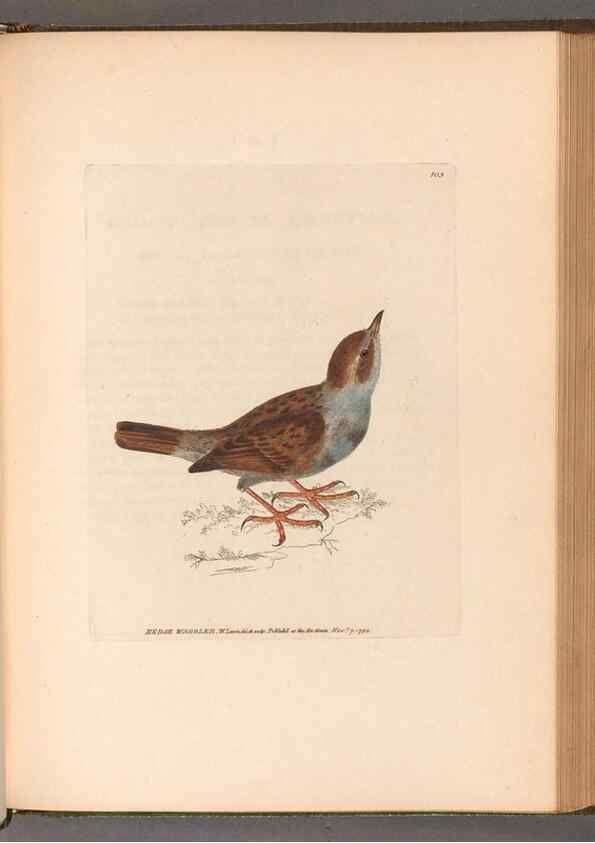 Reproducción/Reproduction 49055182806: The birds of Great Britain,. 1795-1801.. 