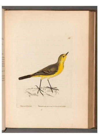 Reproducción/Reproduction 49054632428: The birds of Great Britain,. 1795-1801.. 