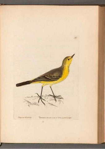 Reproducción/Reproduction 49054632428: The birds of Great Britain,. 1795-1801.. 