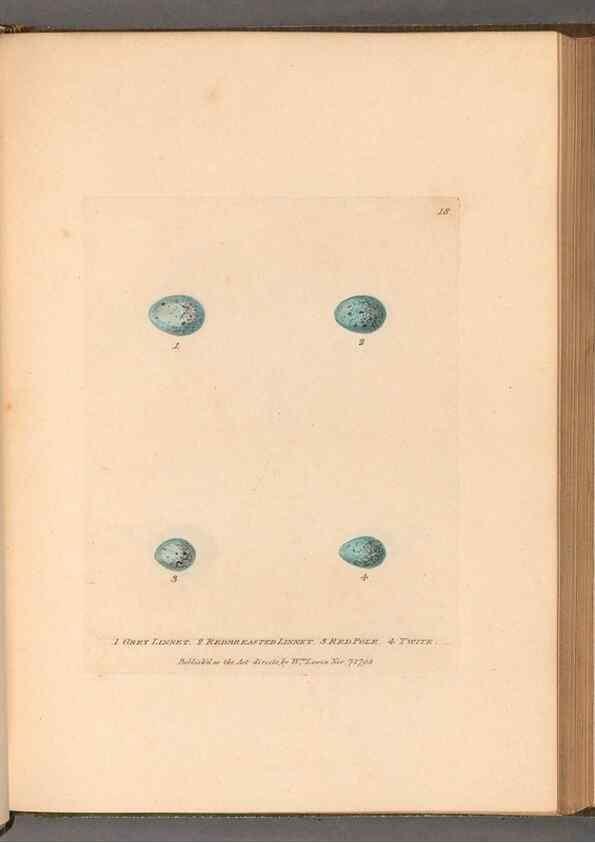 Reproducción/Reproduction 49055362907: The birds of Great Britain,. 1795-1801.. 