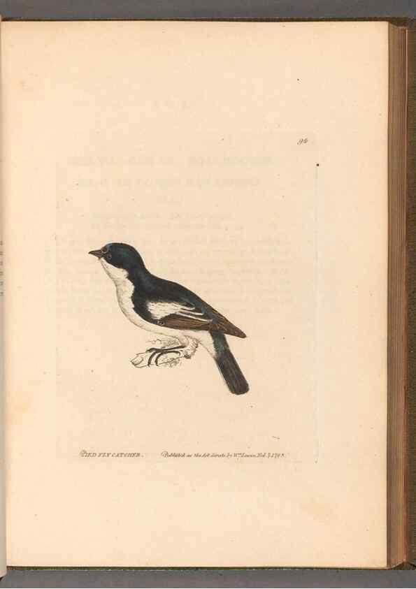Reproducción/Reproduction 49055145791: The birds of Great Britain,. 1795-1801.. 
