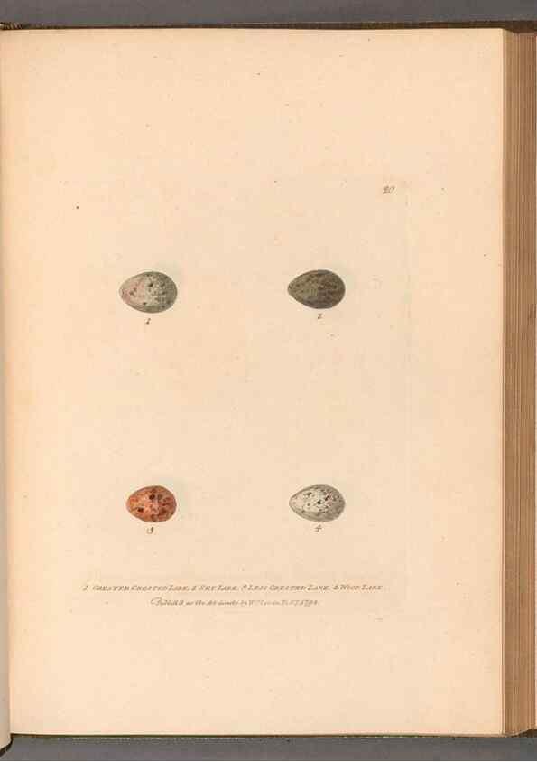 Reproducción/Reproduction 49054634273: The birds of Great Britain,. 1795-1801.. 