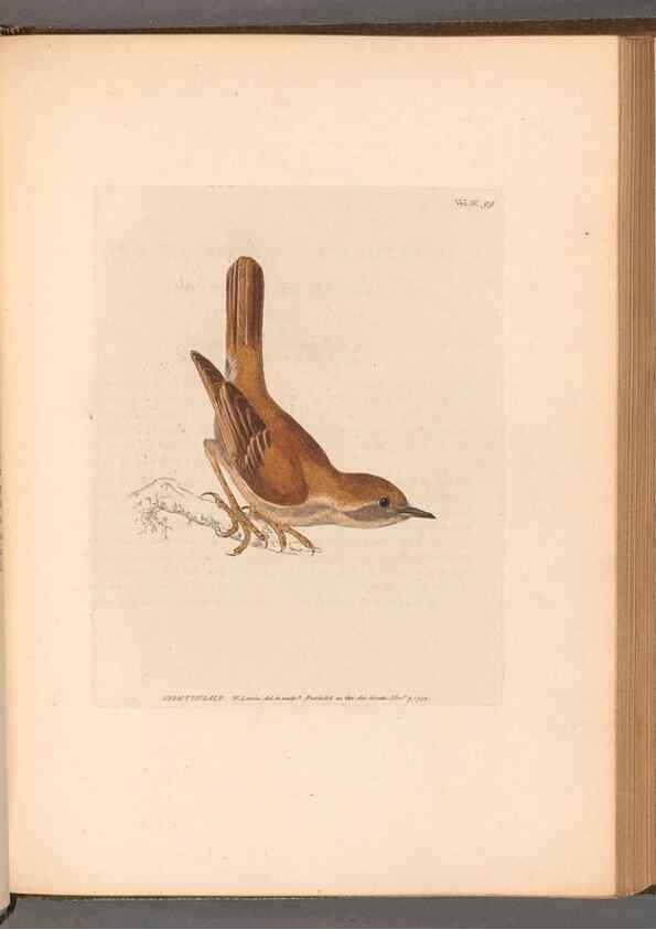 Reproducción/Reproduction 49055181056: The birds of Great Britain,. 1795-1801.. 