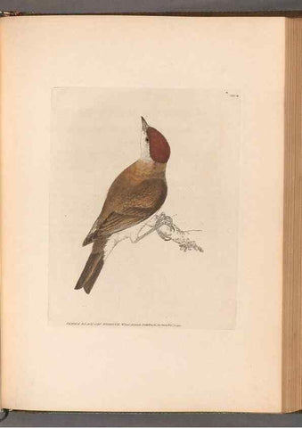Reproducción/Reproduction 49055395827: The birds of Great Britain,. 1795-1801.. 