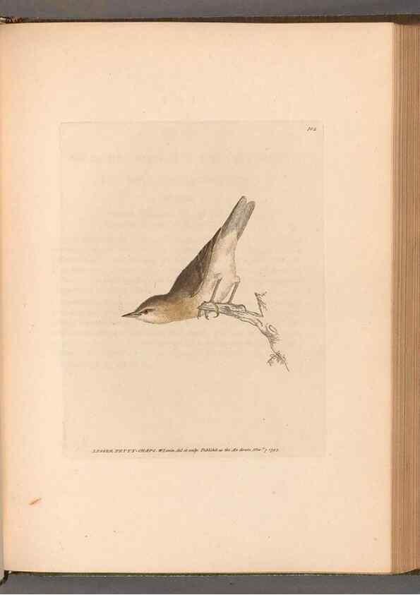 Reproducción/Reproduction 49054667668: The birds of Great Britain,. 1795-1801.. 