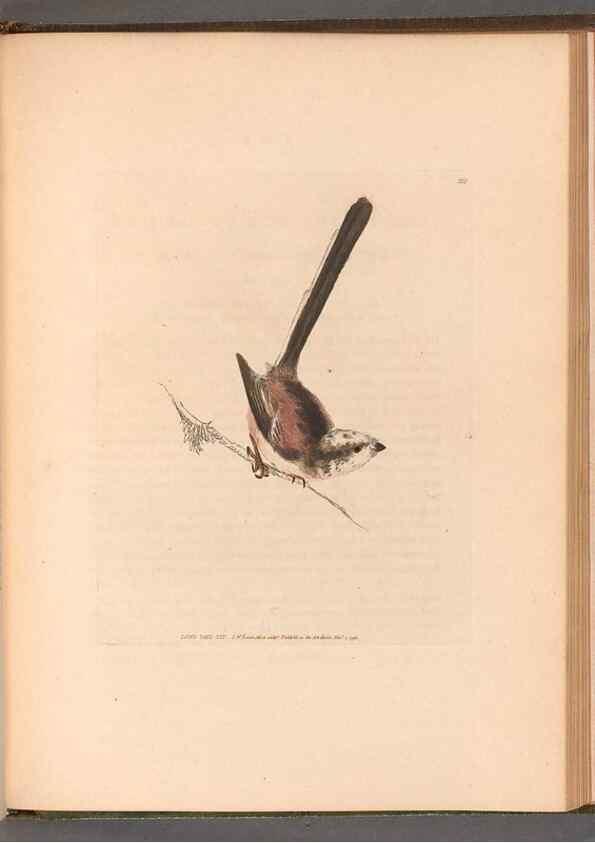Reproducción/Reproduction 49055402822: The birds of Great Britain,. 1795-1801.. 