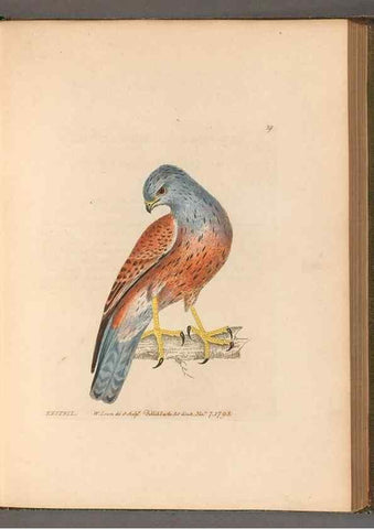 Reproducción/Reproduction 49053920633: The birds of Great Britain,. 1795-1801.. 