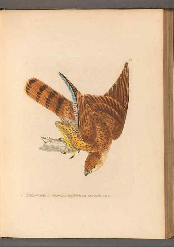 Reproducción/Reproduction 49054434186: The birds of Great Britain,. 1795-1801.. 