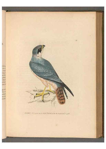 Reproducción/Reproduction 49054434361: The birds of Great Britain,. 1795-1801.. 