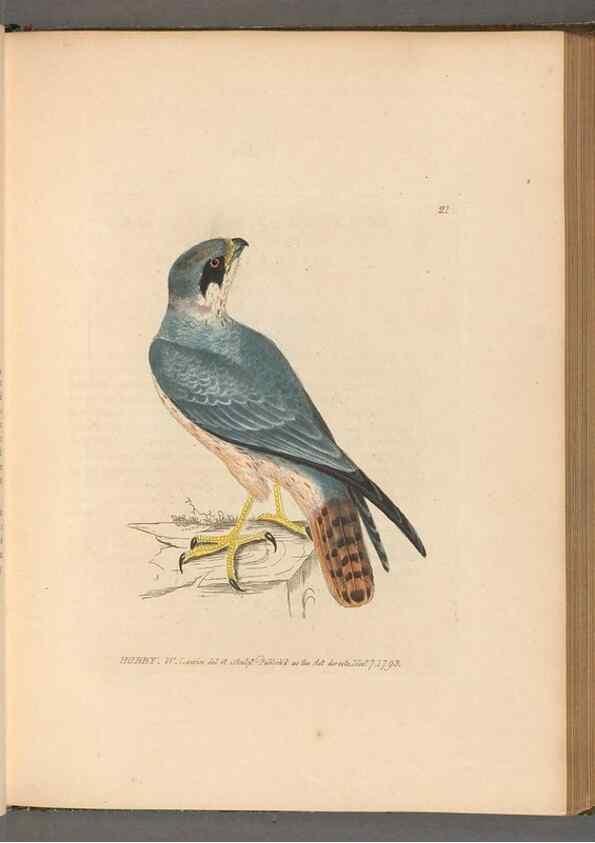 Reproducción/Reproduction 49054434361: The birds of Great Britain,. 1795-1801.. 