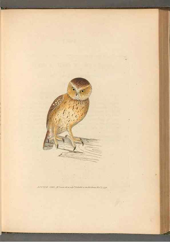 Reproducción/Reproduction 49053922898: The birds of Great Britain,. 1795-1801.. 