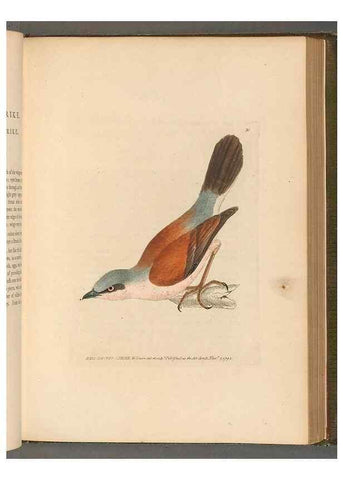 Reproducción/Reproduction 49053923238: The birds of Great Britain,. 1795-1801.. 
