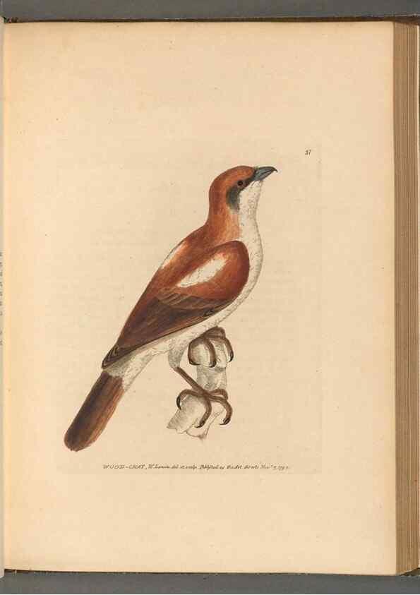 Reproducción/Reproduction 49053942498: The birds of Great Britain,. 1795-1801.. 