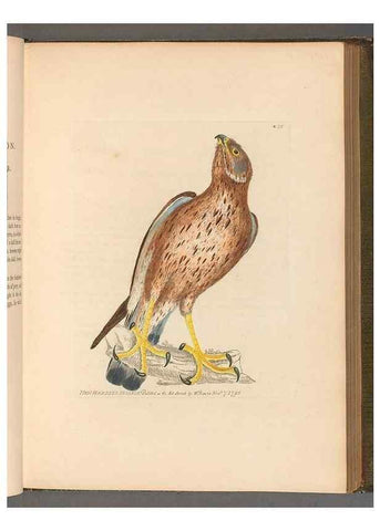 Reproducción/Reproduction 49053920468: The birds of Great Britain,. 1795-1801.. 