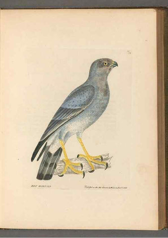 Reproducción/Reproduction 49054649122: The birds of Great Britain,. 1795-1801.. 