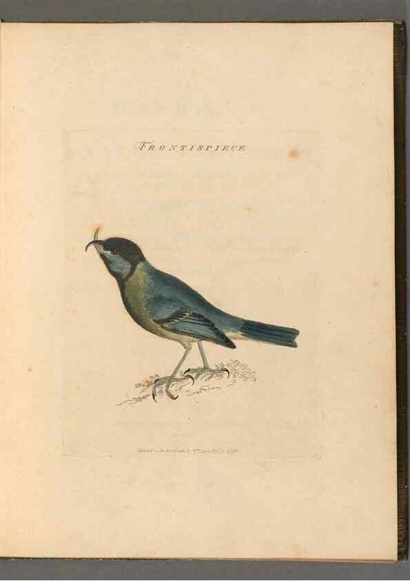 Reproducción/Reproduction 49054502182: The birds of Great Britain,. 1795-1801.. 