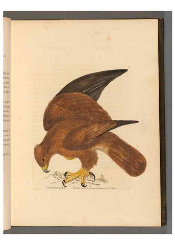 Reproducción/Reproduction 49054289501: The birds of Great Britain,. 1795-1801.. 