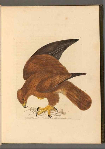Reproducción/Reproduction 49054289501: The birds of Great Britain,. 1795-1801.. 