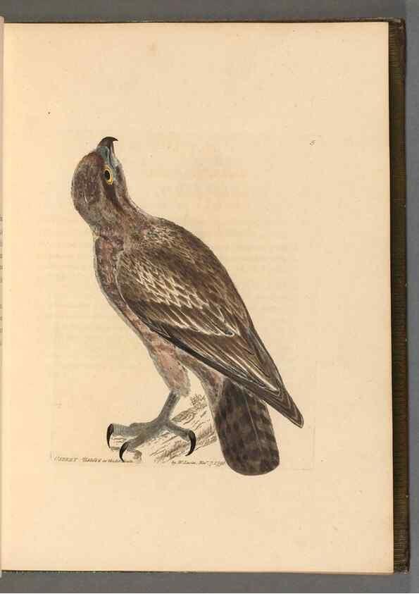 Reproducción/Reproduction 49054290211: The birds of Great Britain,. 1795-1801.. 