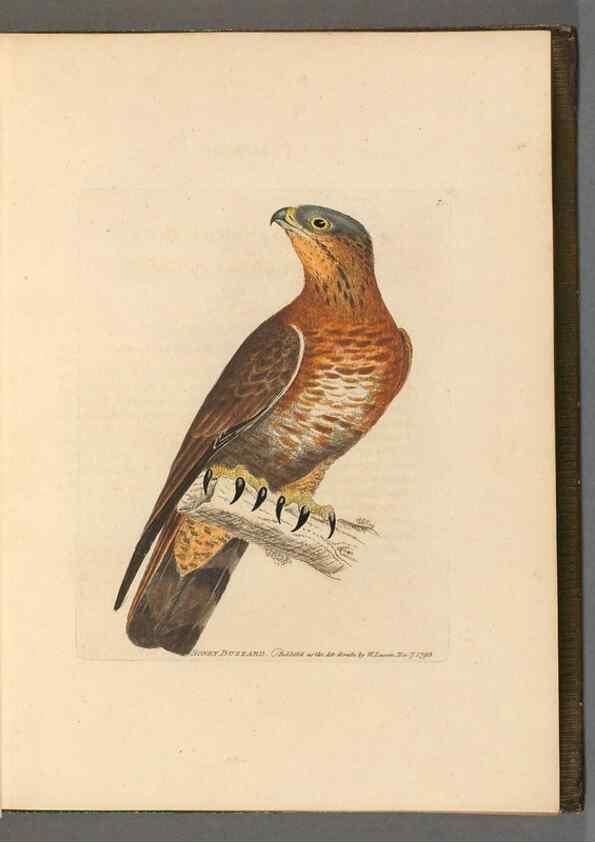 Reproducción/Reproduction 49054410976: The birds of Great Britain,. 1795-1801.. 