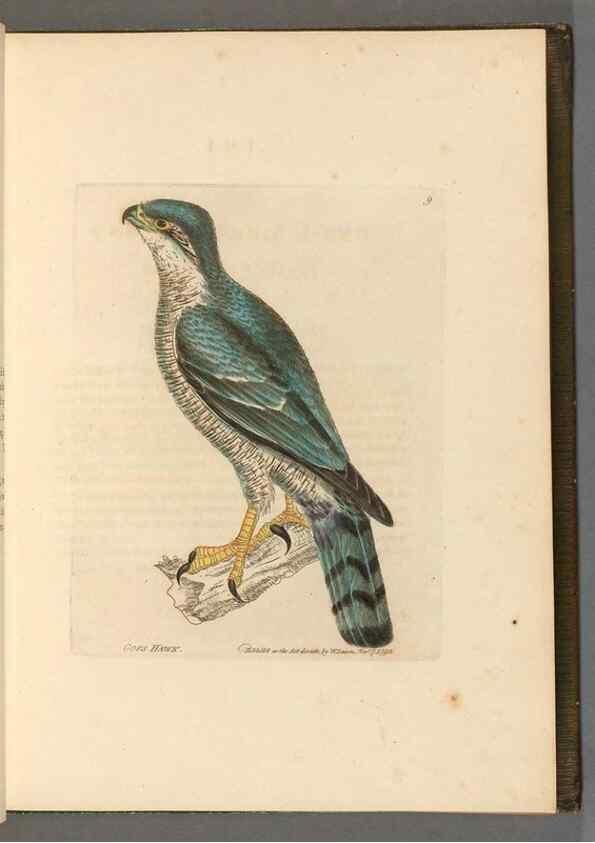 Reproducción/Reproduction 49054625872: The birds of Great Britain,. 1795-1801.. 