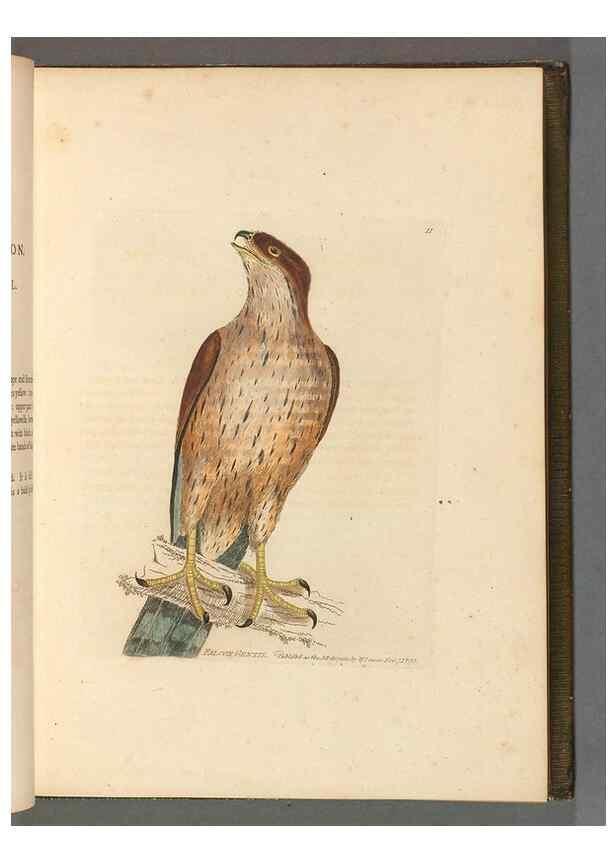 Reproducción/Reproduction 49053897933: The birds of Great Britain,. 1795-1801.. 