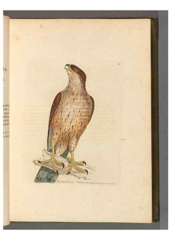 Reproducción/Reproduction 49053897933: The birds of Great Britain,. 1795-1801.. 
