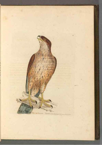 Reproducción/Reproduction 49053897933: The birds of Great Britain,. 1795-1801.. 
