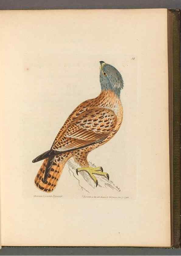 Reproducción/Reproduction 49054626967: The birds of Great Britain,. 1795-1801.. 
