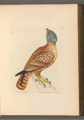 Reproducción/Reproduction 49054626967: The birds of Great Britain,. 1795-1801.. 