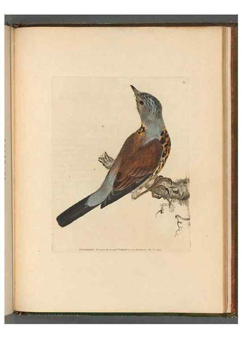 Reproducción/Reproduction 49054888552: The birds of Great Britain,. 1795-1801.. 