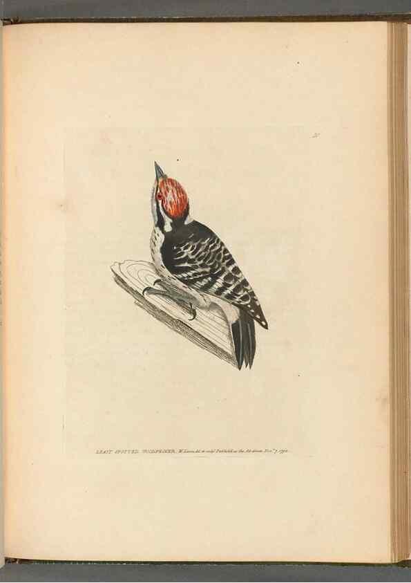 Reproducción/Reproduction 49054873032: The birds of Great Britain,. 1795-1801.. 